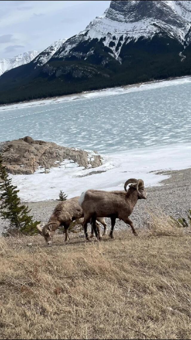 Spotting wildlife is always a highlight at Nature's Getaway! 🫎

We're lucky to share our mountain home with BigHorn Sheep, Black & Grizzly Bears, Elk, Deer, tons of incredible birds, and much more! 

Which ones would you love to see on your next visit?

Just remember, admire from a safe distance!

#NatureGetaway #Nordegg #CanadianWildlife