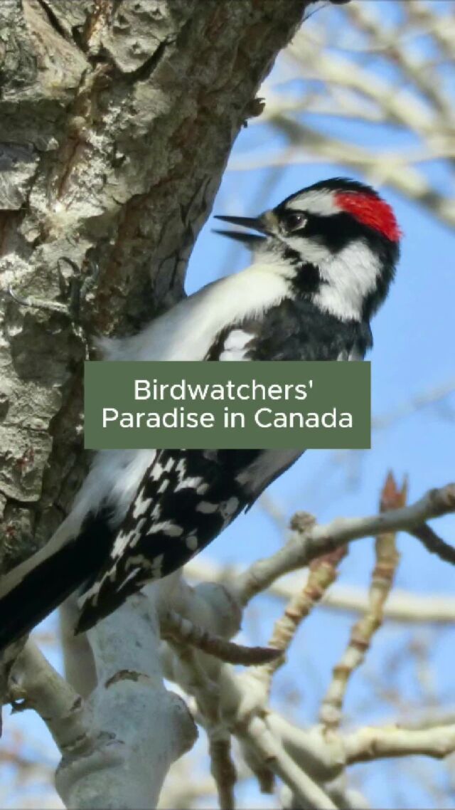 Nature's Getaway is paradise for birdwatchers. 🦜

Just keep your eyes peeled for tiny hummingbirds or take in the splendor of the majestic bald eagle.

Think you can hear a chickadee chirp or a loon's call? Put your birdwatching skills to the test.

We've got all sorts of feathered friends waiting to be discovered.

Pack your binoculars for an even closer look.

#NaturesGetaway #BirdingParadise #CanadianWildlife